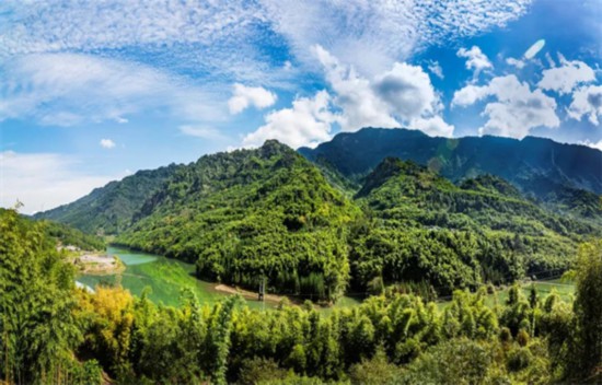 雅安市雨城區：抓實林業有害生物“測、防、檢”護航生態建設成果